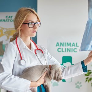 What Education Degree Is Needed to Become a Veterinarian?