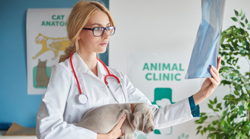 What Education Degree Is Needed to Become a Veterinarian?